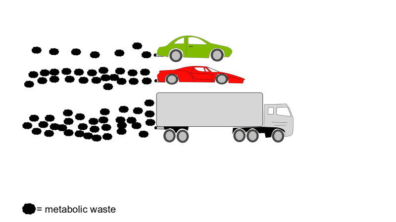 How a Dream Metabolism Is Similar to an Electric Vehicle